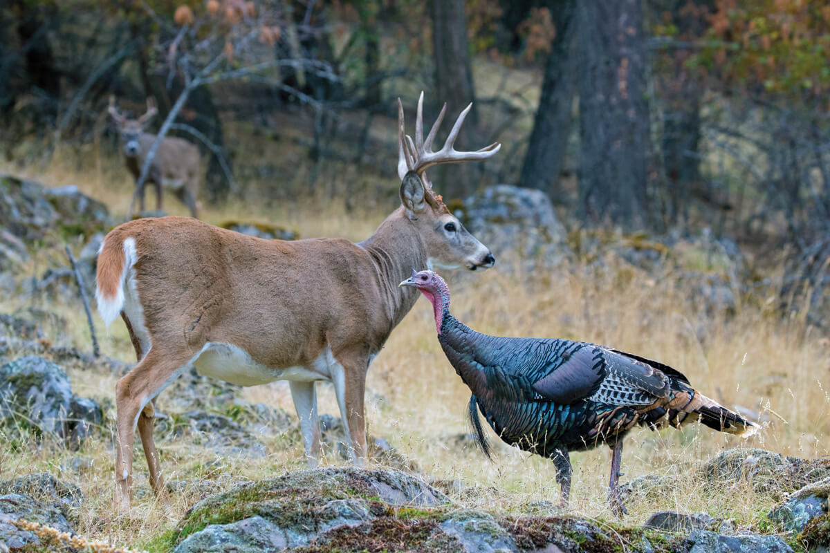 By the Numbers: Whitetails vs. Wild Turkeys