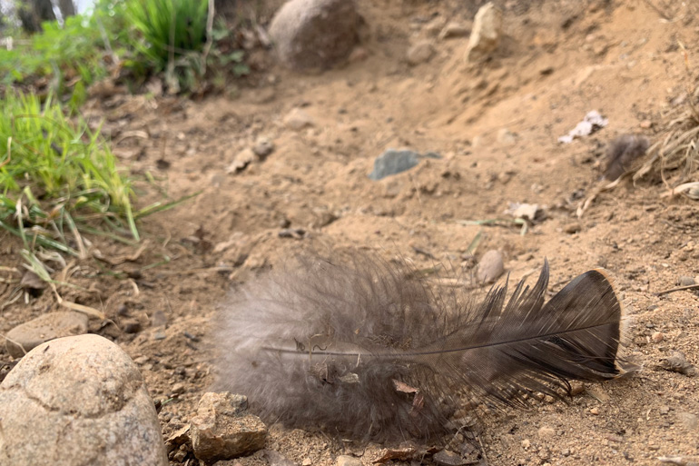 Turkey-Feather-On-Ground.jpg