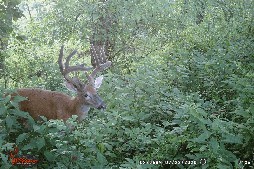 Wildgame-Trail-Camera-Buck.jpg