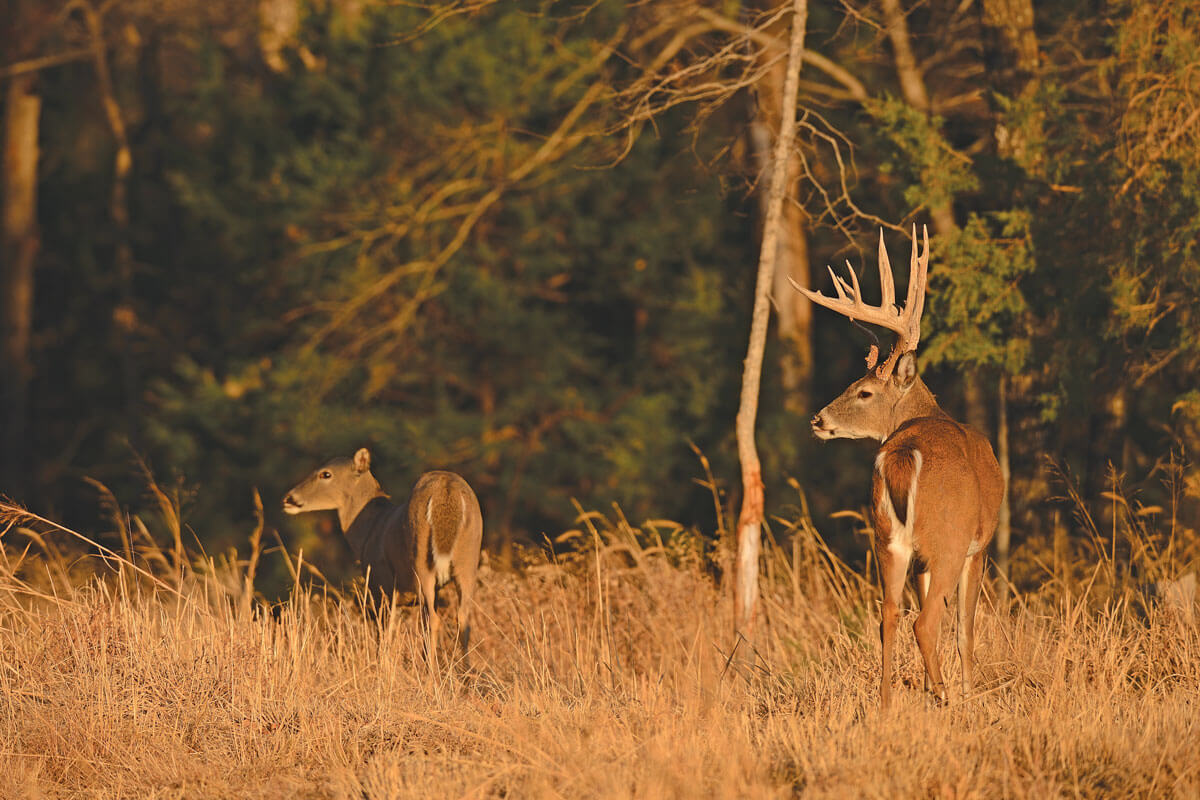 10 Time-Tested Tips for Hunting the Rut