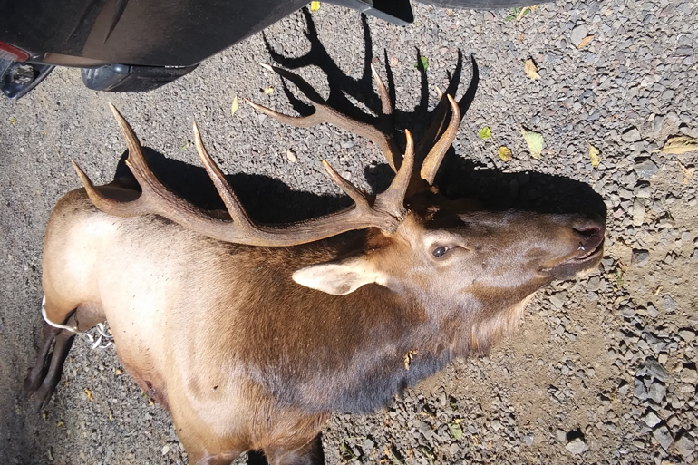 Oregon Bowhunter Fatally Gored by Charging Elk