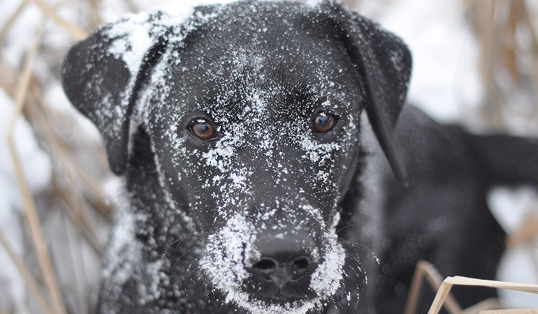 How to Keep Your Gun Dog Safe in Cold Weather