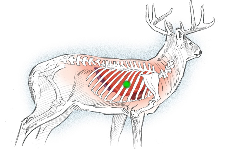 Where to Shoot a Deer: Bowhunting Shot Placement