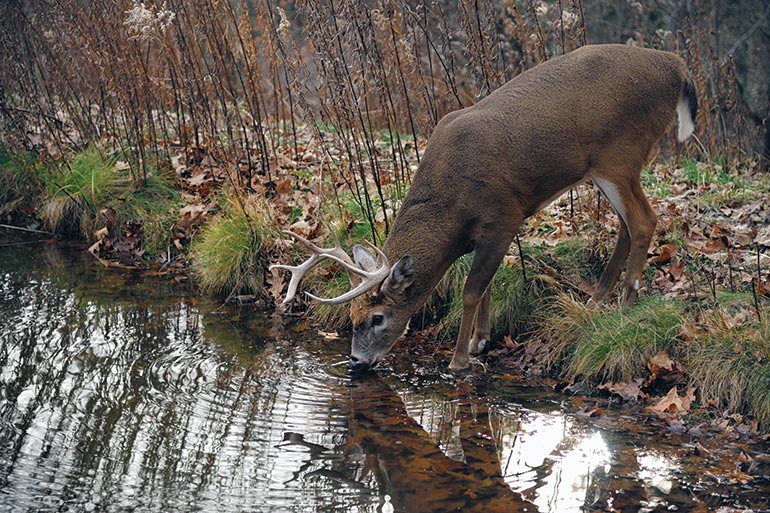 Is a Water Source Important for Deer Hunting?