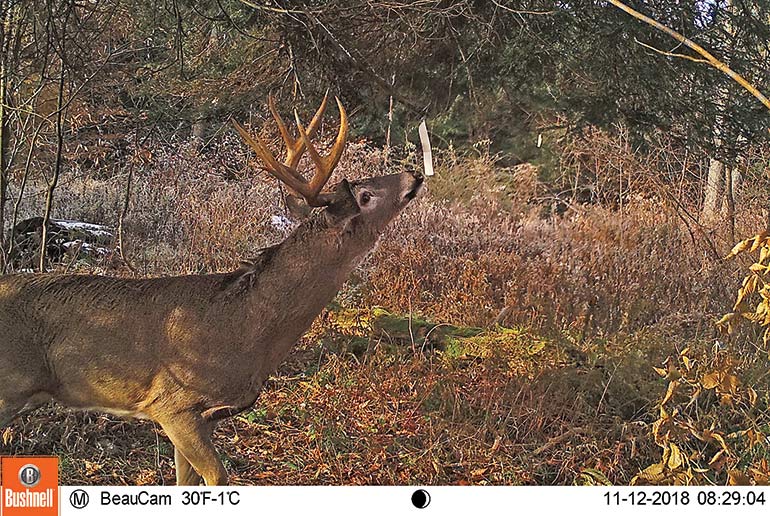 trail cam photo of buck at scrape