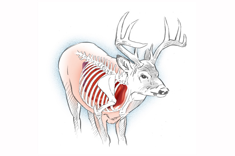 deer quartering to illustration
