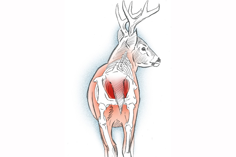 deer straight away illustration