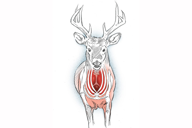 deer straight on illustration