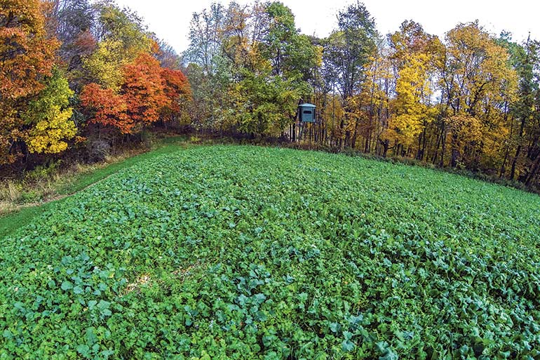 Fall Food-Plot Planting Guide