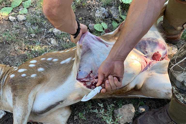 groin to rib cage cut when field dressing deer