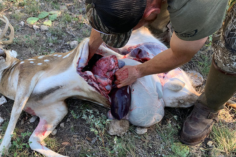 pulling out organs when field dressing deer