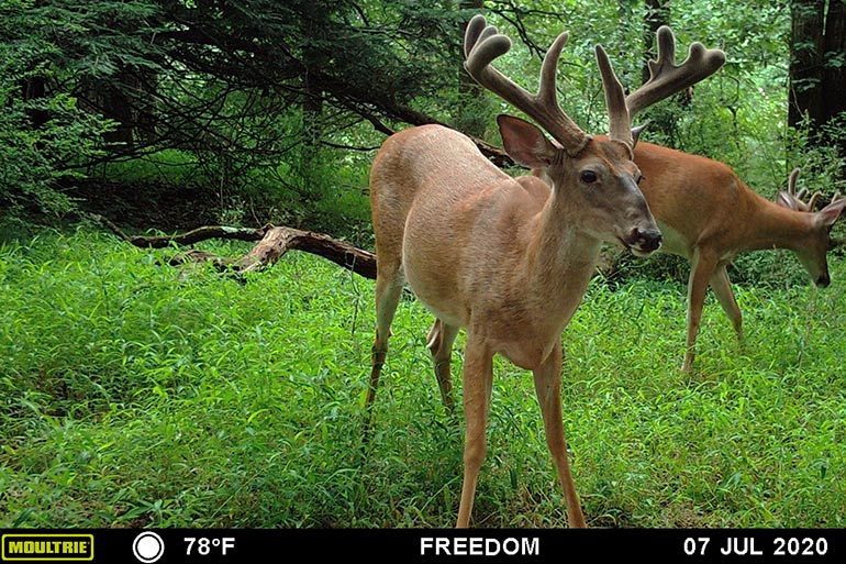 Moultrie Mobile: A Complete Scouting Solution