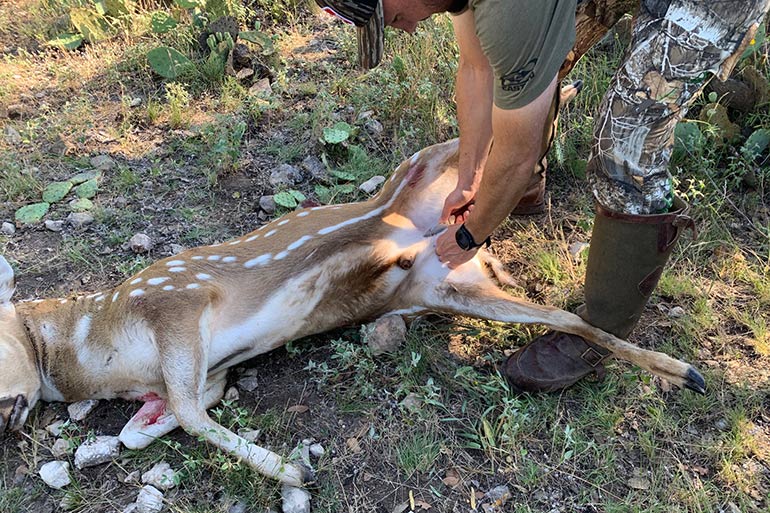 How to Field Dress & Quarter a Deer