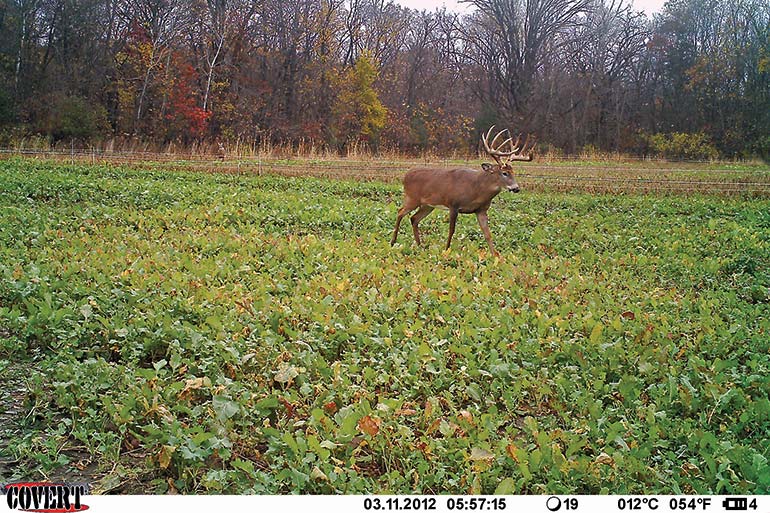 How to Age Whitetail Bucks on the Hoof