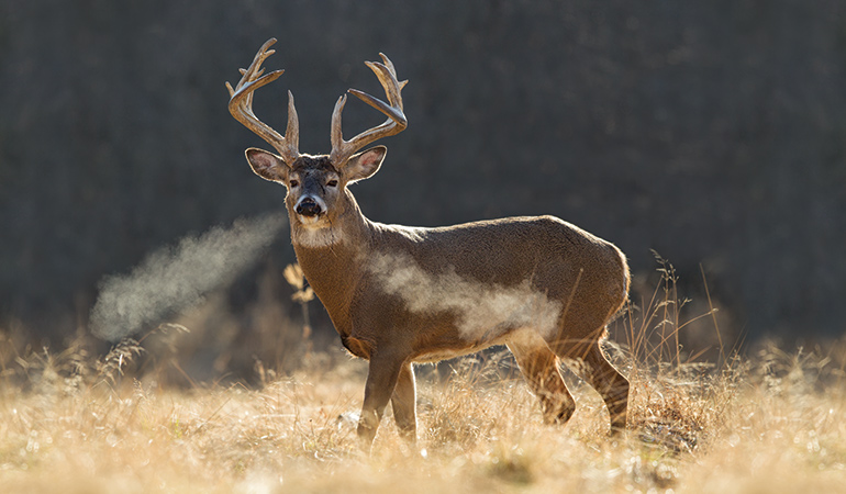 Is it better to go deer hunting early in the morning or late in the evening?