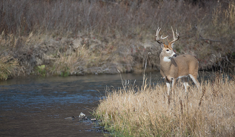 How to Hunt Creek Bottoms for Big Bucks