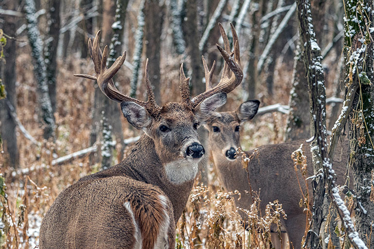 2020 State of the Whitetail Report