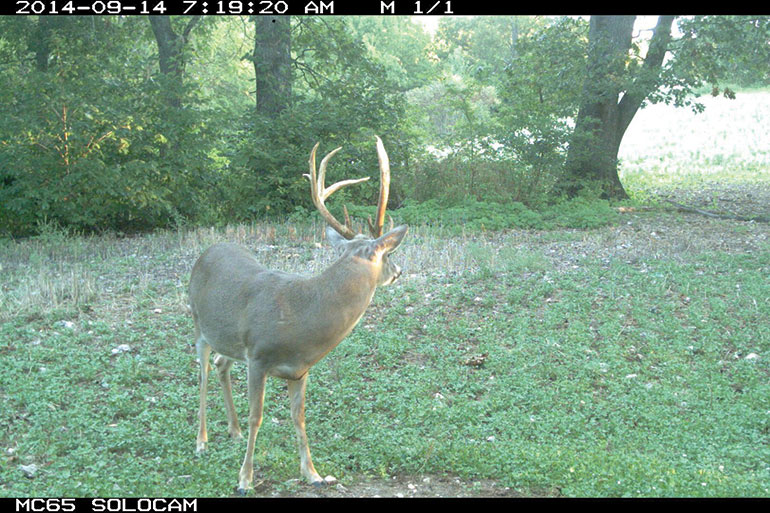Big Antlers Start in the Soil