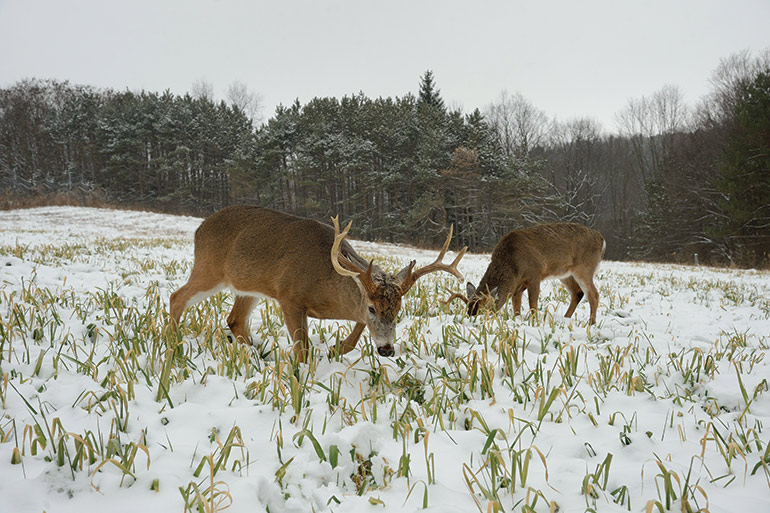 Fear Factor: Deer Choose Safety over Food