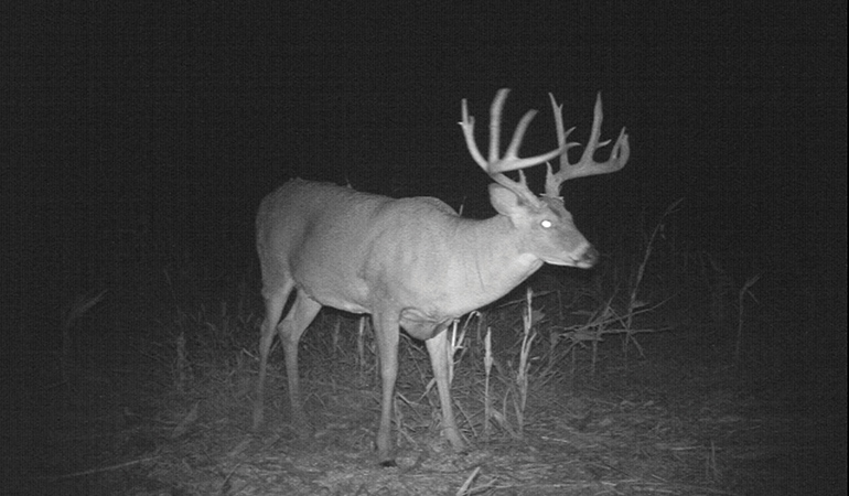 Are Some Bucks Unkillable?