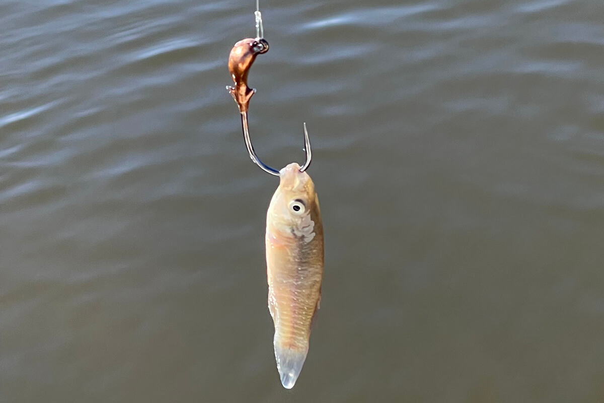  Flatfish Fishing Lures
