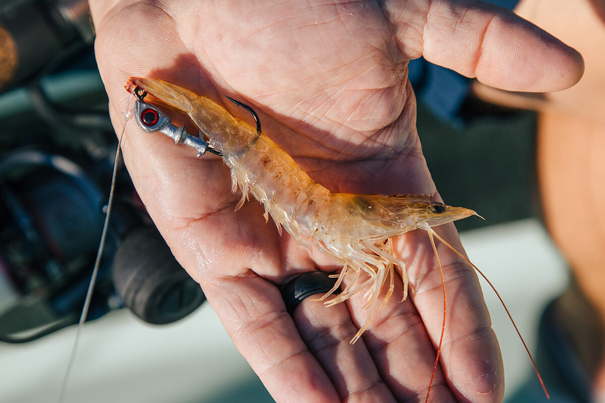 how to hook a live shrimp