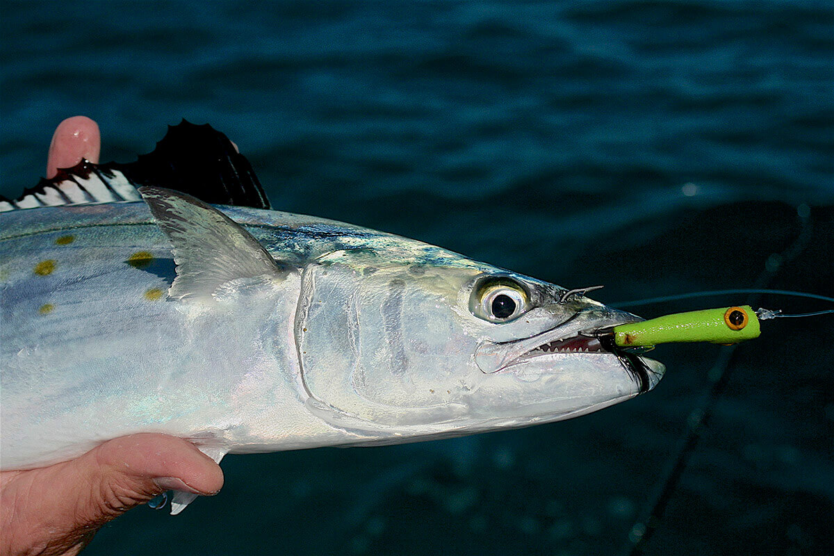 best bait for spanish mackerel