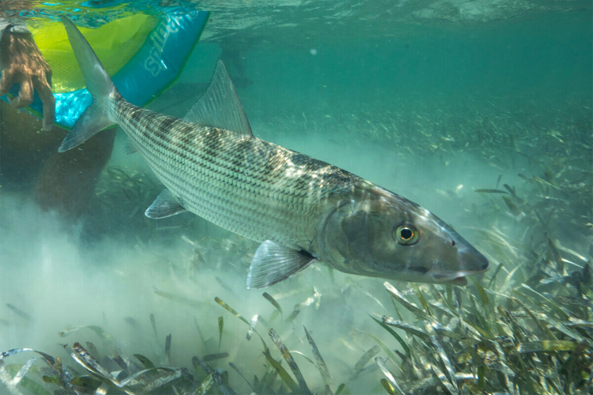 Pharmaceutical Contaminants Discovered in South Florida Bonefish