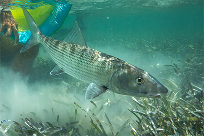 https://content.osgnetworks.tv/floridasportsman/content/photos/bonefish-contaminants-420x280.jpg