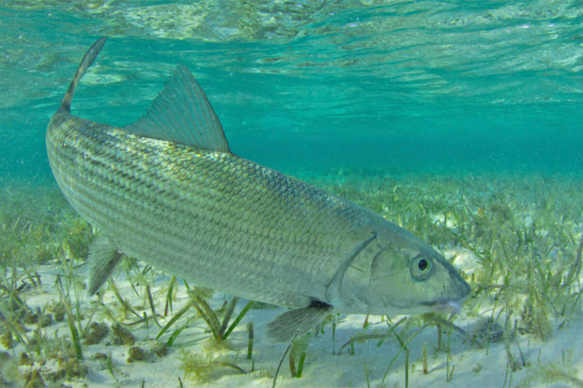 underwater picture of bonefish swimming on a grass flat