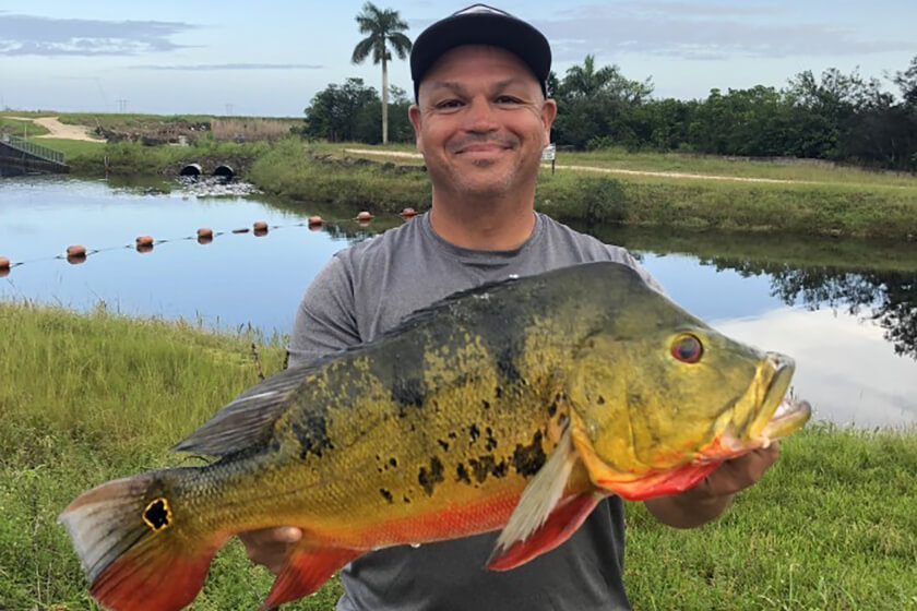 Florida Peacock Bass Record Falls After Nearly 30 Years!