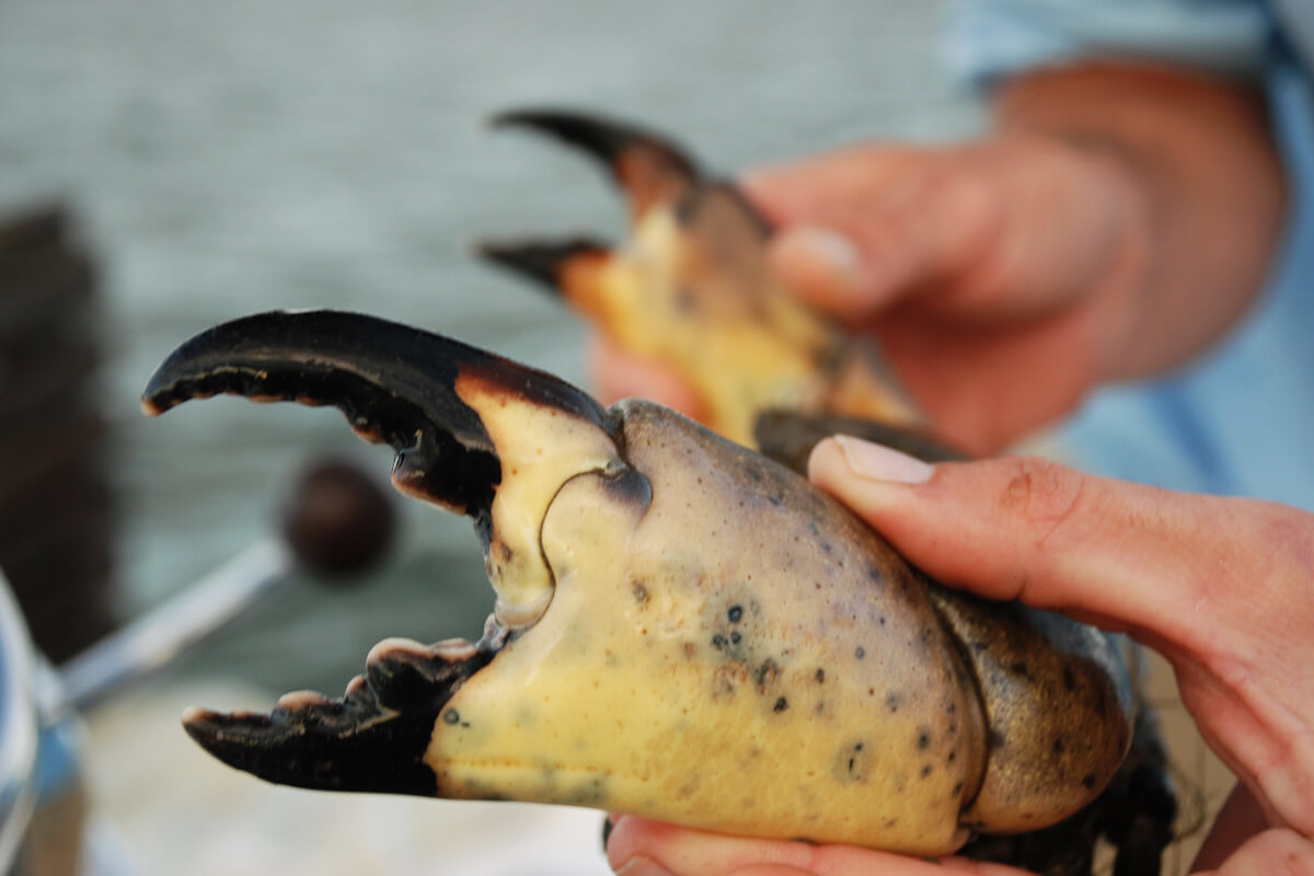How to Harvest a Stone Crab Claw