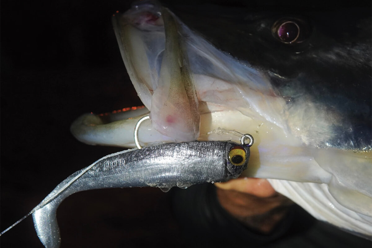Catch Big Snook & Tarpon from the Beach, No Boat Necessary