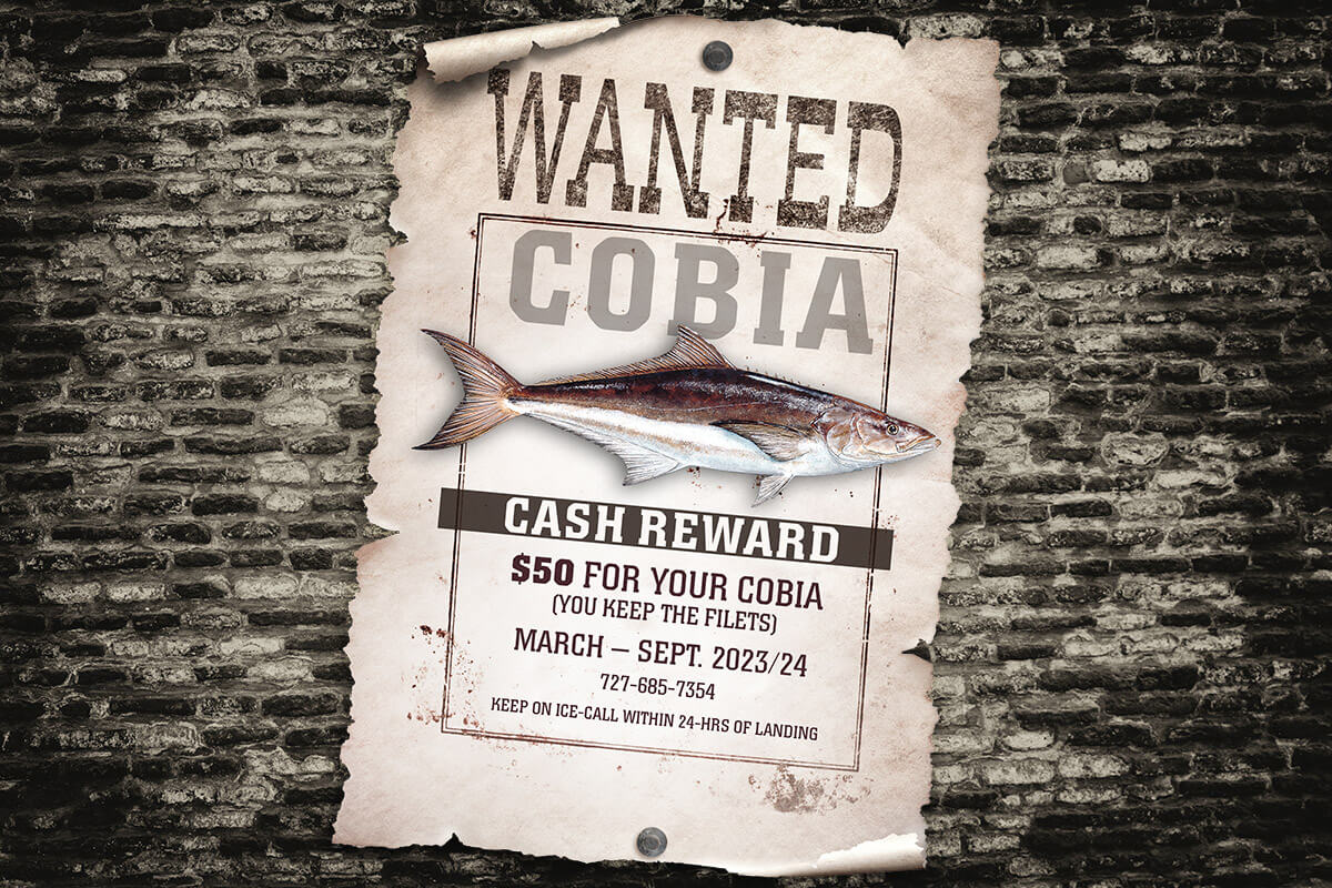 Call to Action: $50 Bounty on Cobia