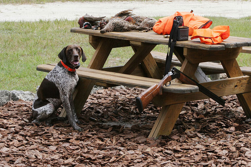pheasant hunting dog breeds