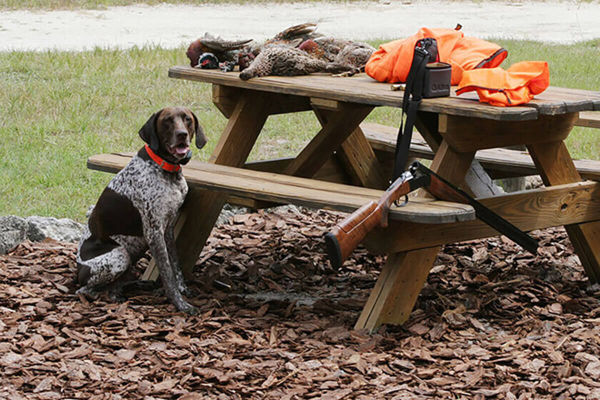 10 Great Dog Breeds for Bird Hunting