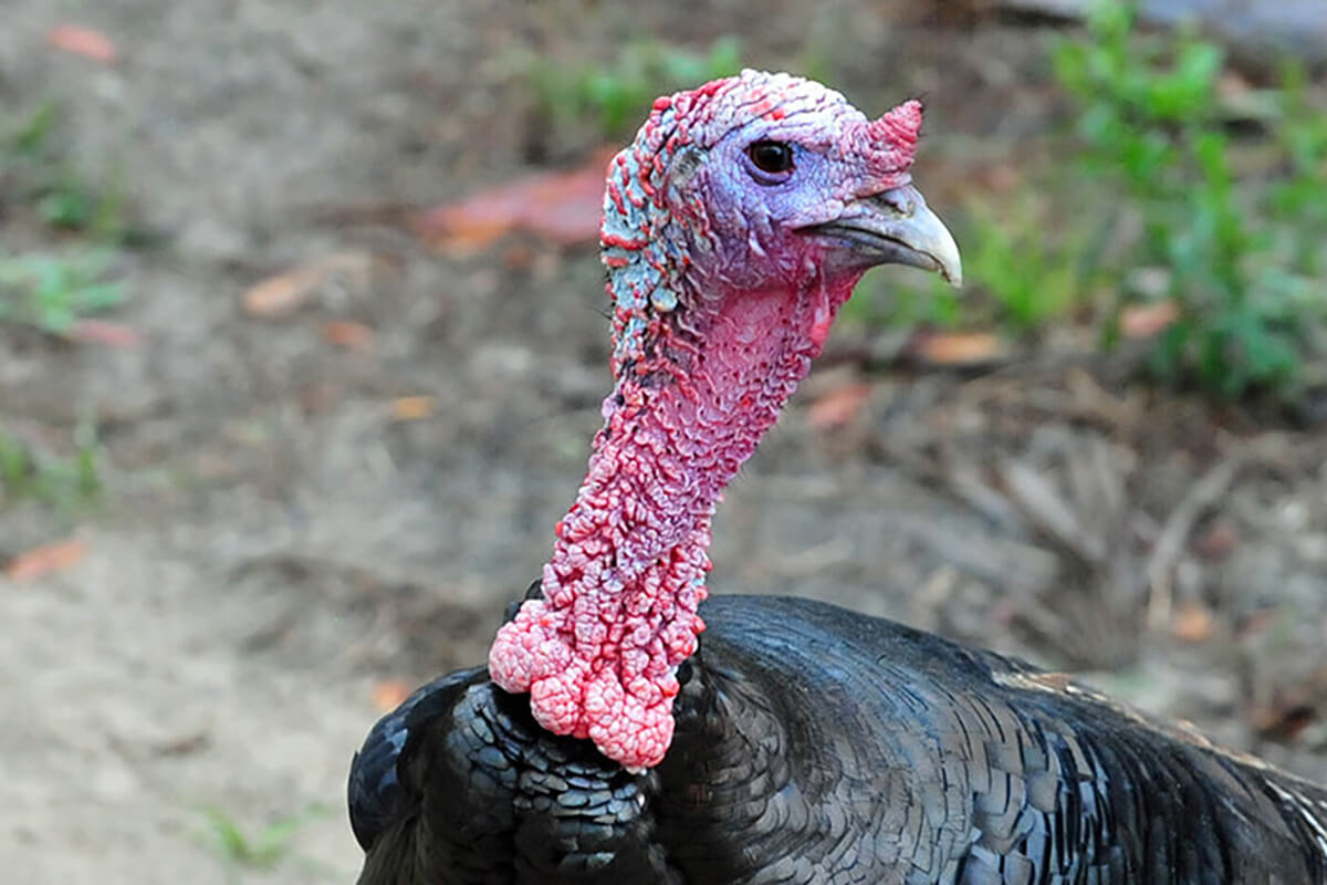 Types of Turkey in Florida How To Identify Eastern & Osceol Florida