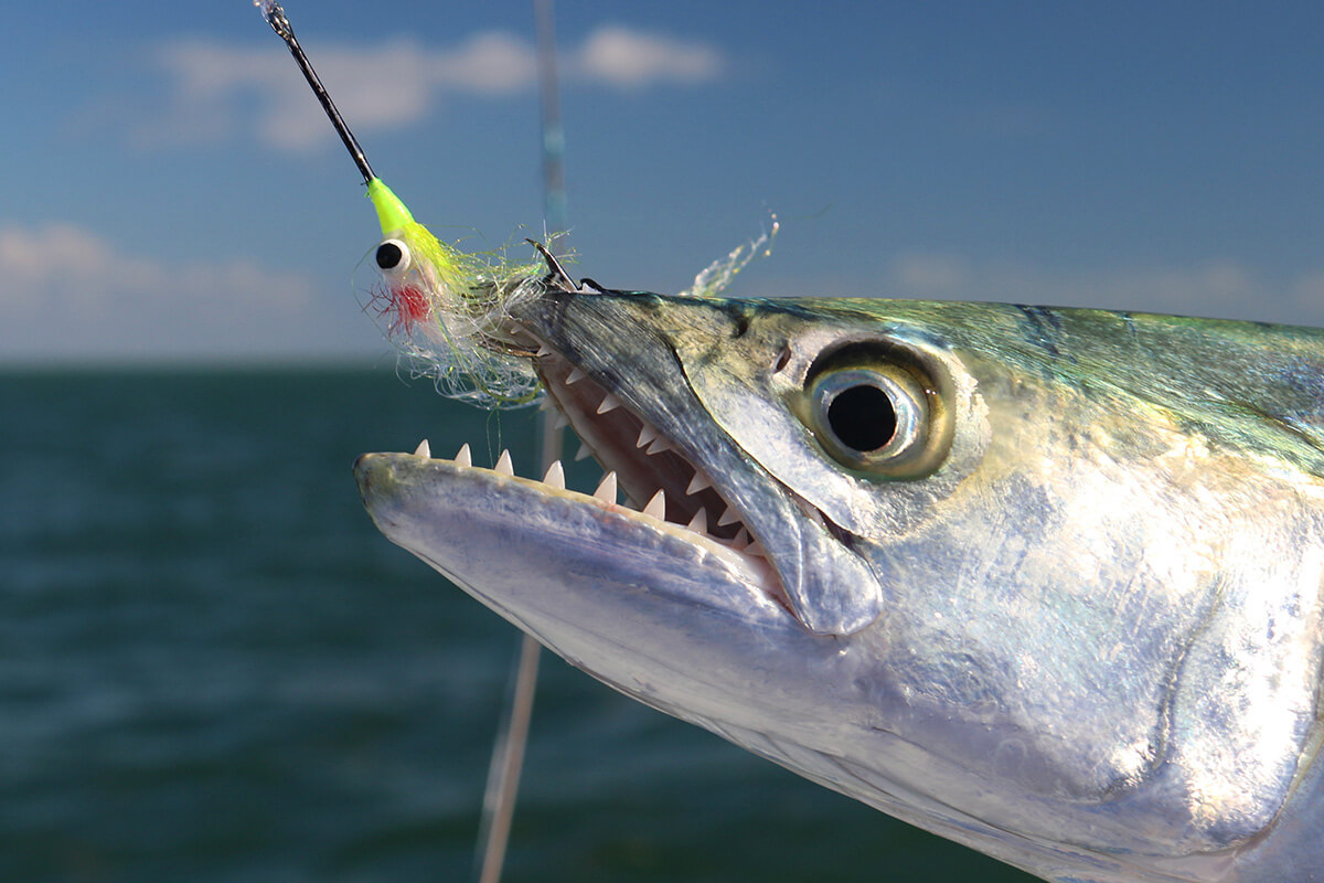 Fly Fishing for Spanish Mackerel