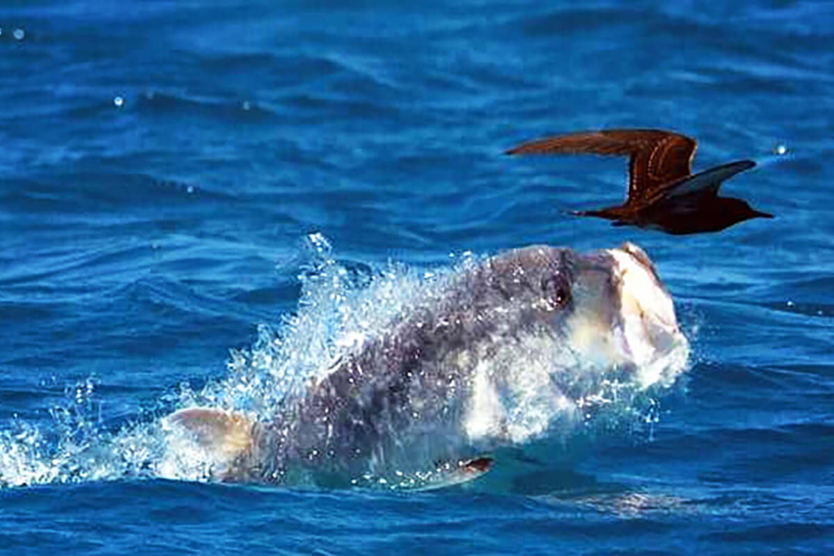Caught on Camera: Giant Trevally Eating a Bird Whole
