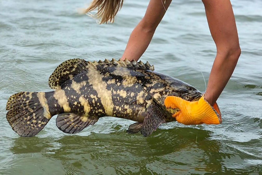 FWC Approves Proposal for Goliath Grouper Harvest