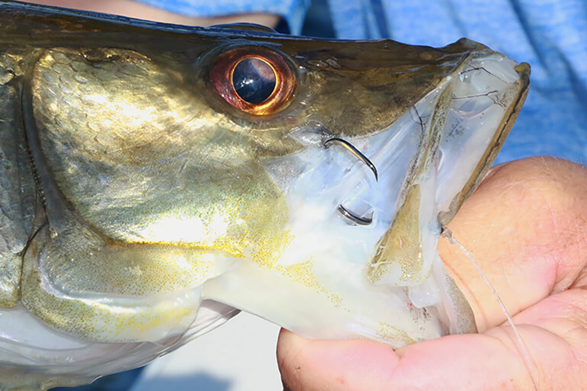 How to Catch Snook in Spring: Best Spots, Rigs & Tactics
