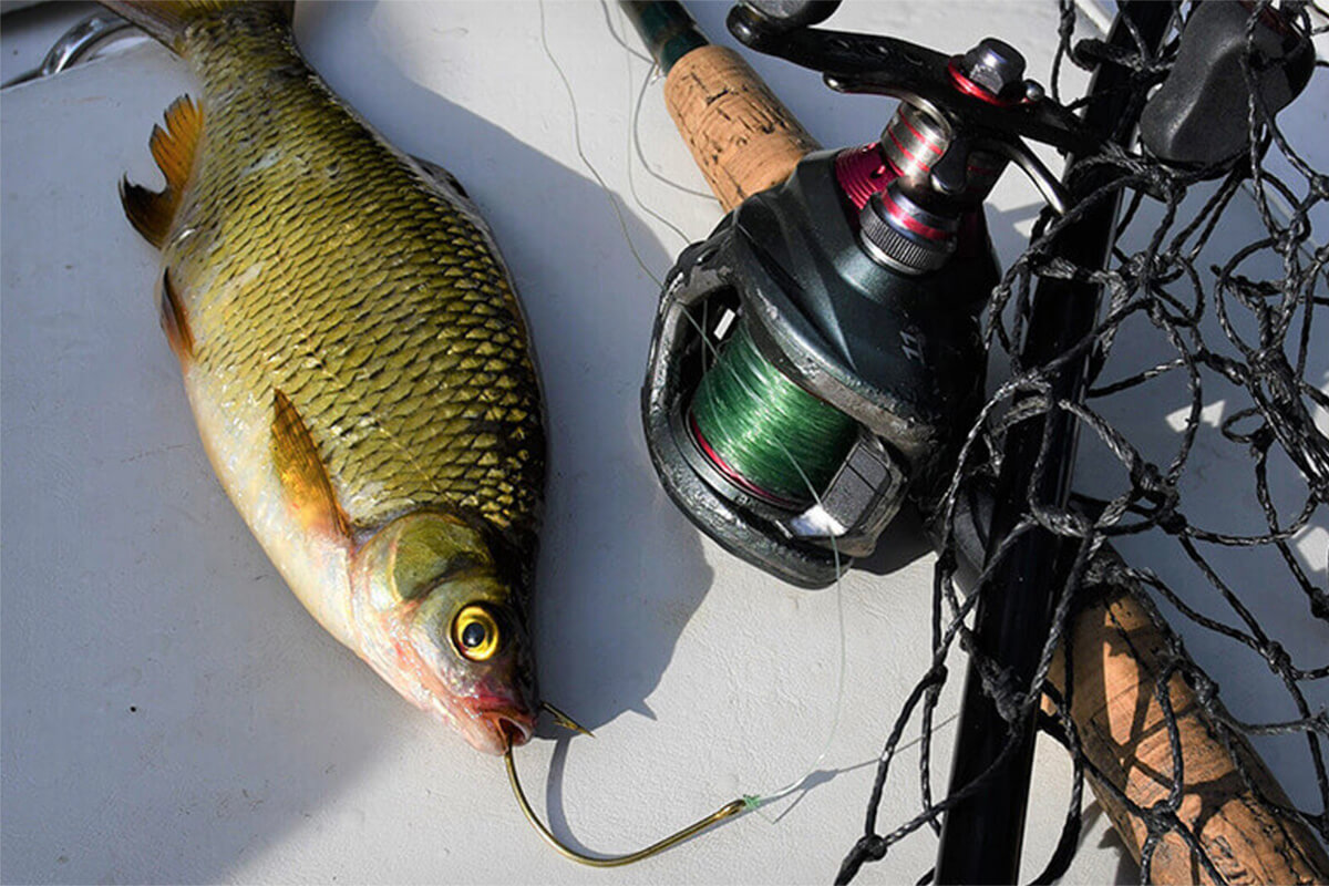 Best Ways to Hook a Live Shiner in Every Situation