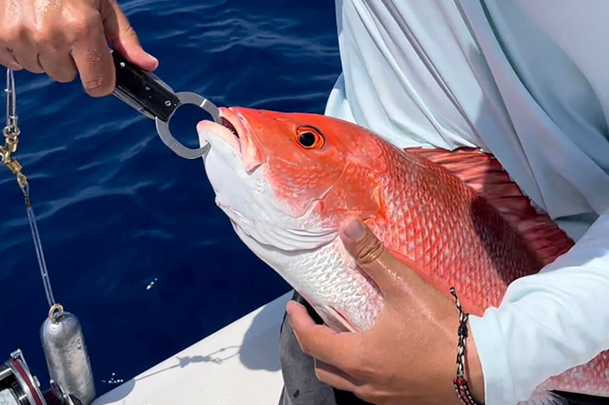 red snapper on seaqualizer fish descender device