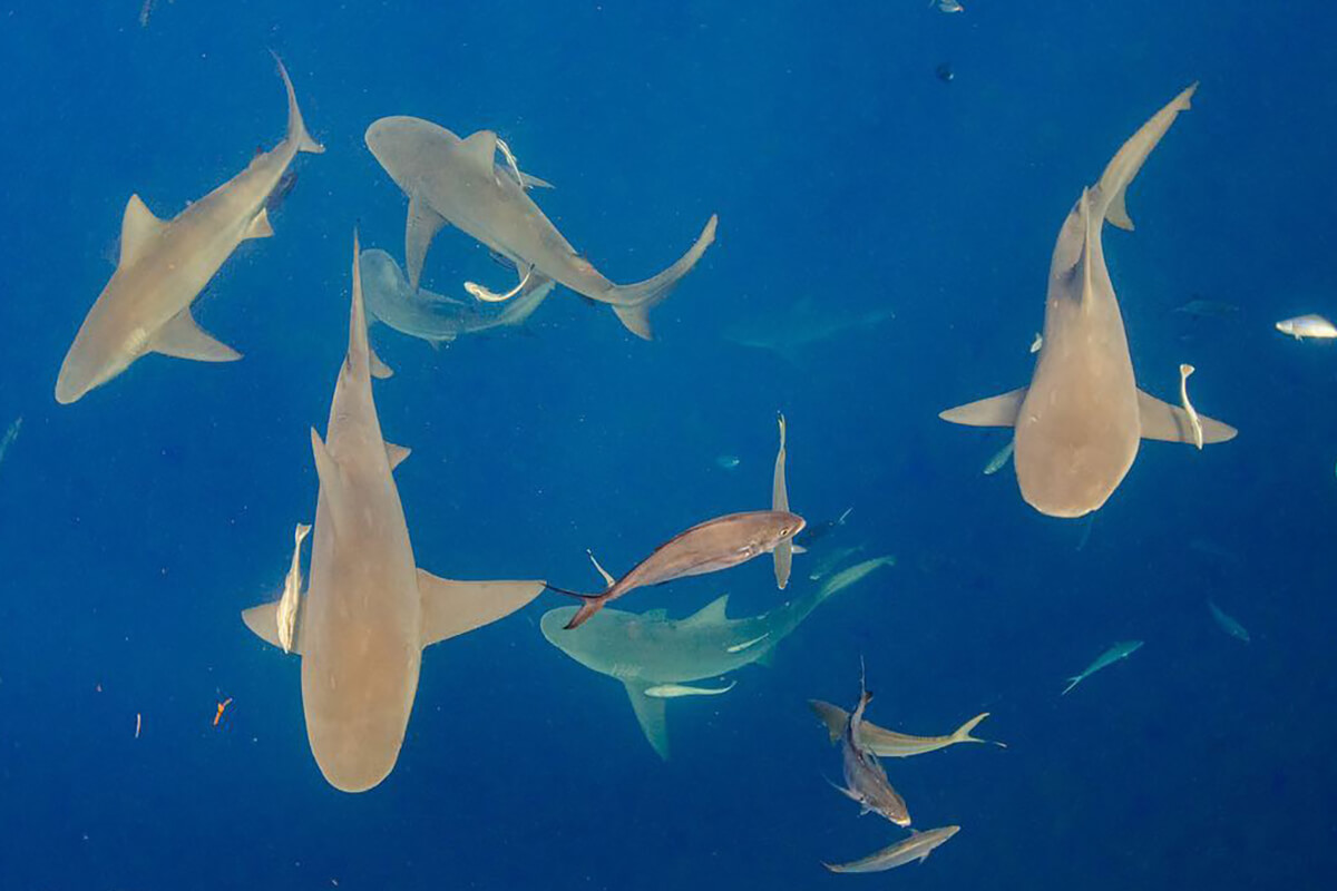 many sharks swarming underwater in the ocean