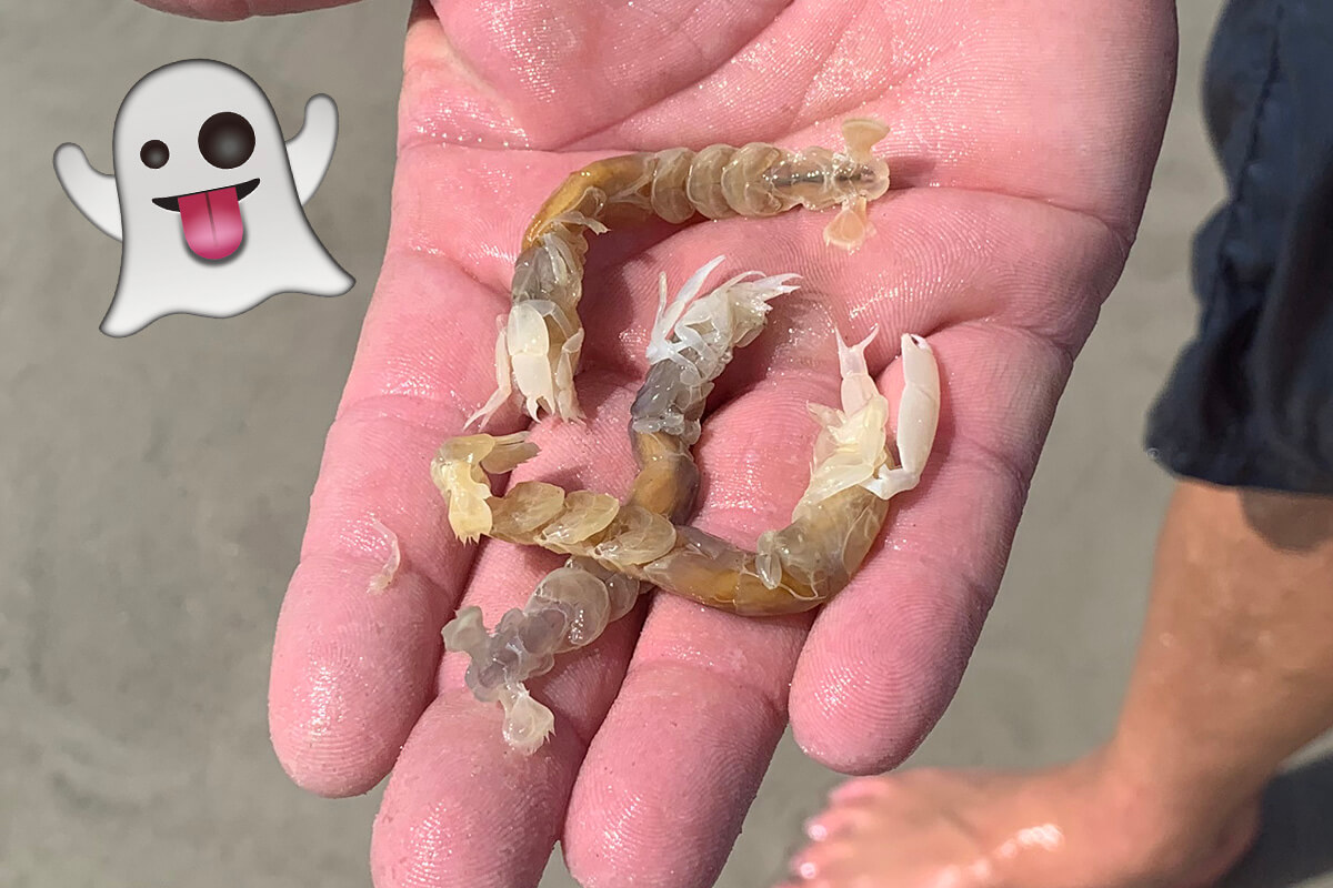 Surf Fishing Secrets: How to Catch Ghost Shrimp for Bait - Florida Sportsman