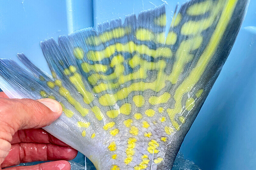 golden tilefish tail close up