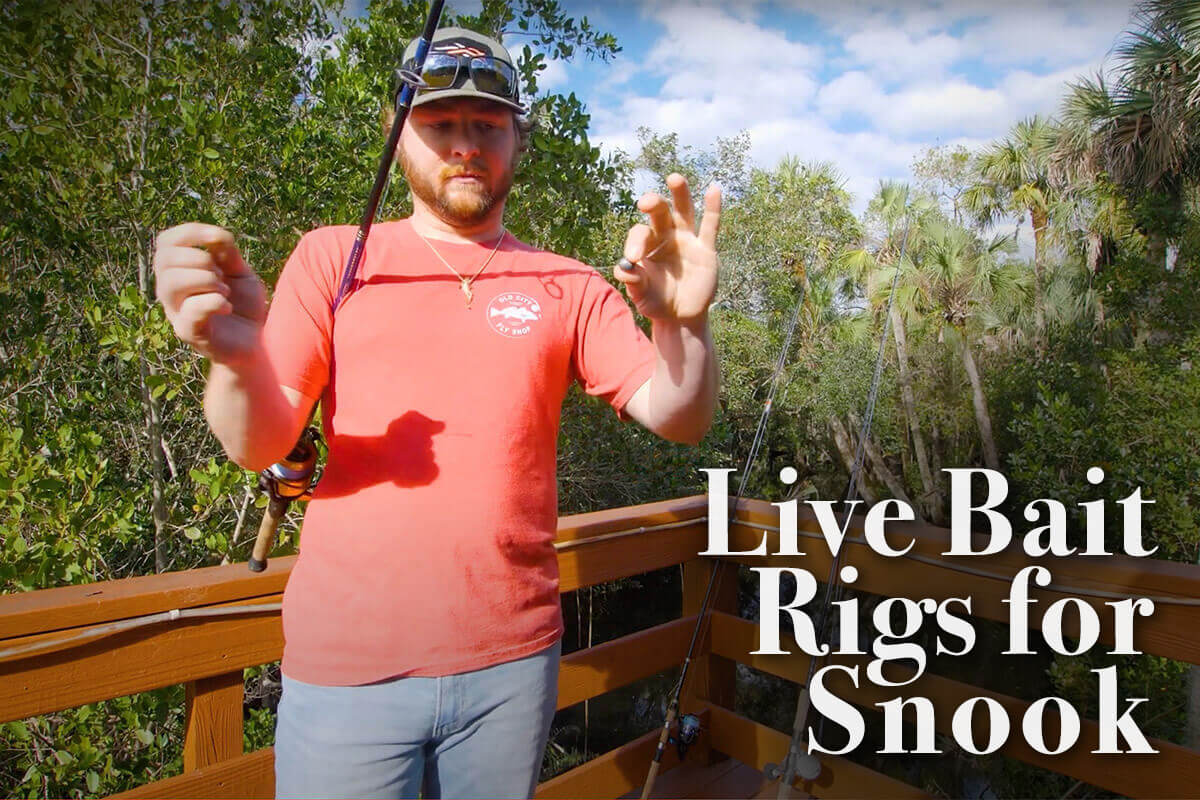 Best Live Bait Rigs for Snook & How to Use Them - Florida Sportsman