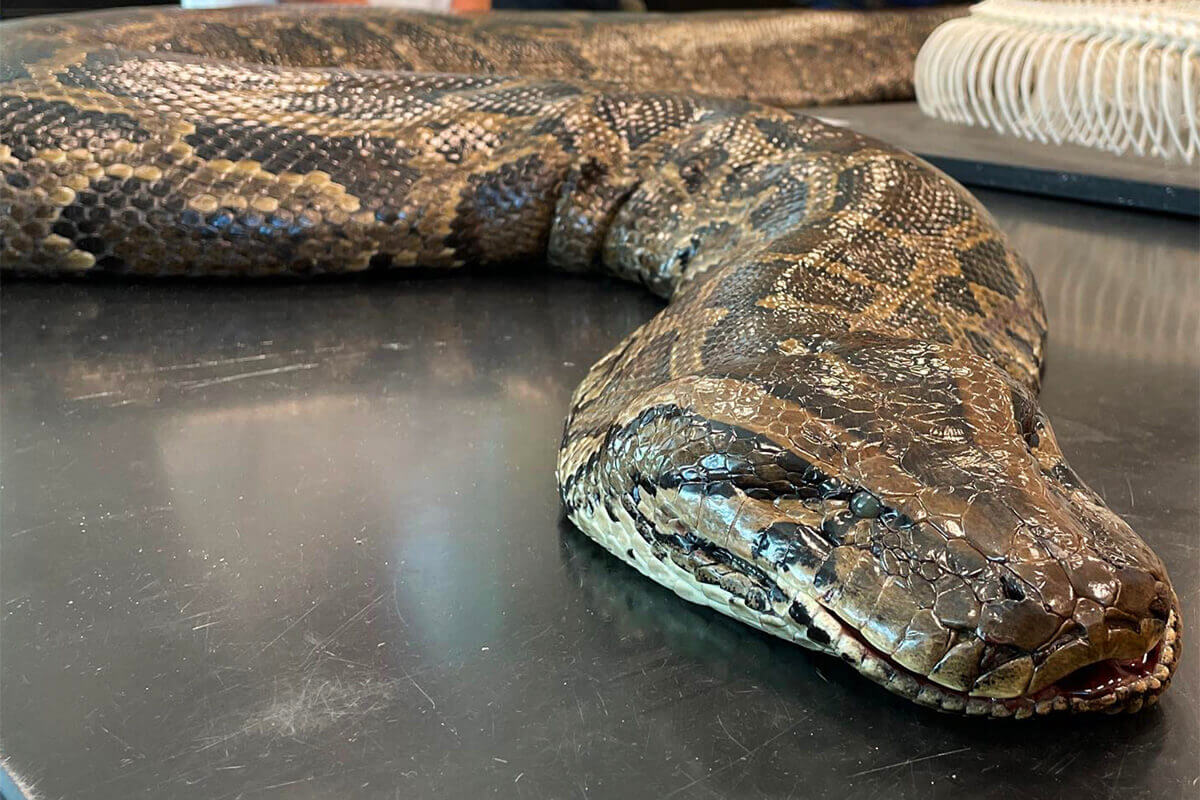 Snakes Alive! Massive Burmese Python Found in Florida Goes V - Florida  Sportsman