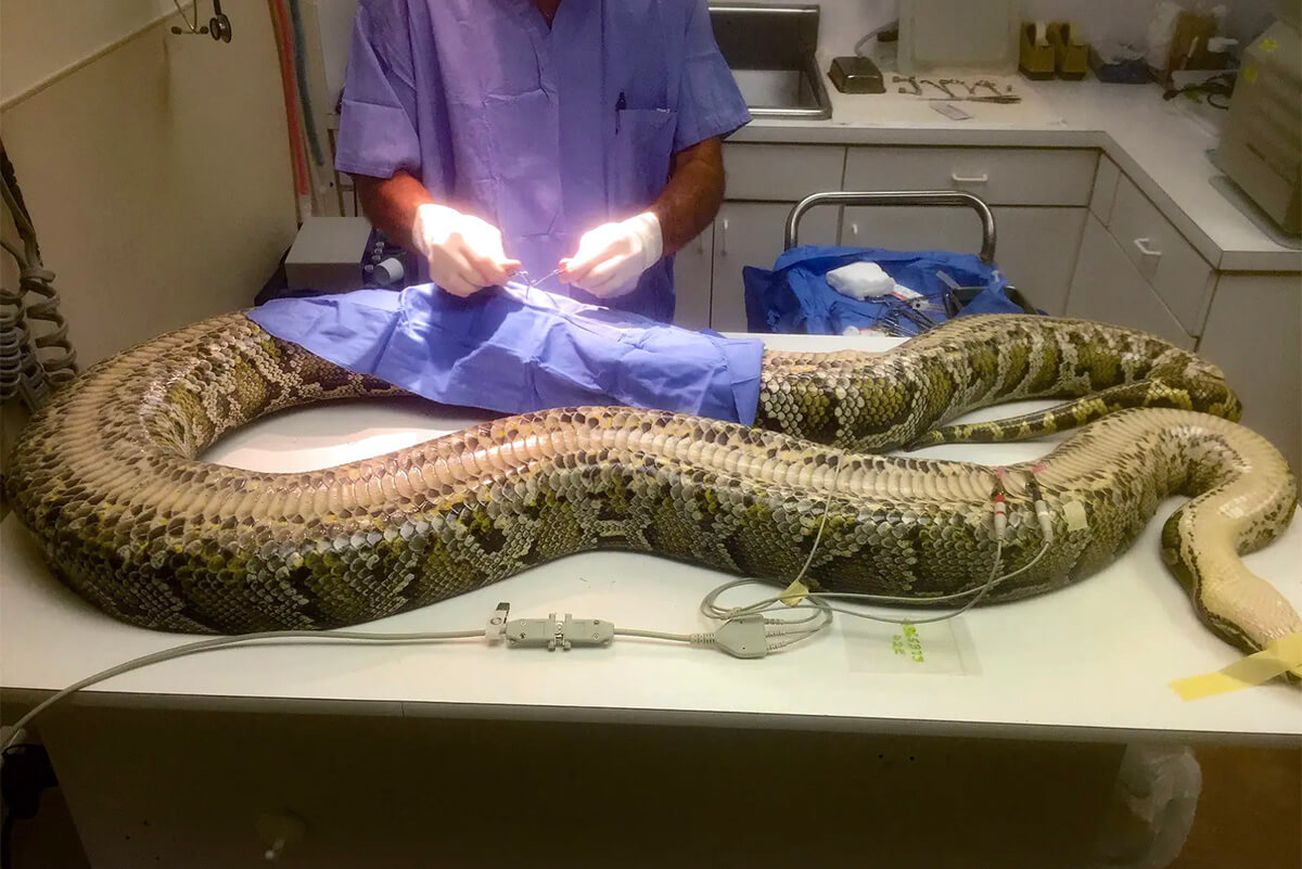 Snakes Alive! Massive Burmese Python Found in Florida Goes V - Florida  Sportsman