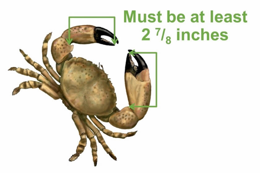 how to measure stone crab claws